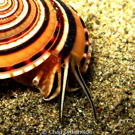 Spiral Shell searching the sand on an Anilao Night Dive. by Chad Ordelheide 