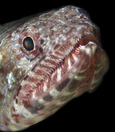 Lizardfish by Martin Dalsaso 
