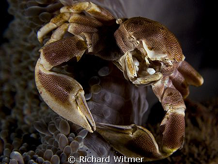 Porcelain Crab with its legs wrapped around the side of t... by Richard Witmer 