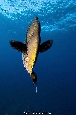 Bignose unicornfish coming close. I love the out-of-focus... by Tobias Reitmayr 