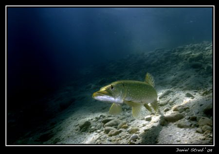 A pike in the light ray ... great fun :-)) by Daniel Strub 
