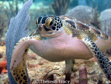 Juvenile Green turtle off Lauderdale by the Sea, Florida. by Theresa Tracy 