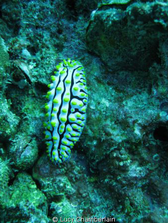Phyllidia Varicosa.  Taken just off Phuket, August 2008 by Lucy Chamberlain 