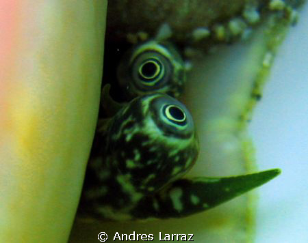 CONCH EYES!!! by Andres Larraz 