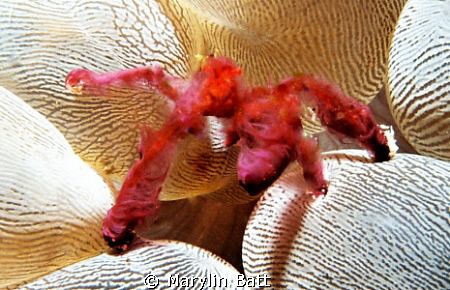 Orangatang Crab on Bubble amemone.
Nikonos V with 1:2 ma... by Marylin Batt 