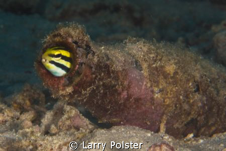 Goby or Blenny in a bottle. D300-60mm by Larry Polster 