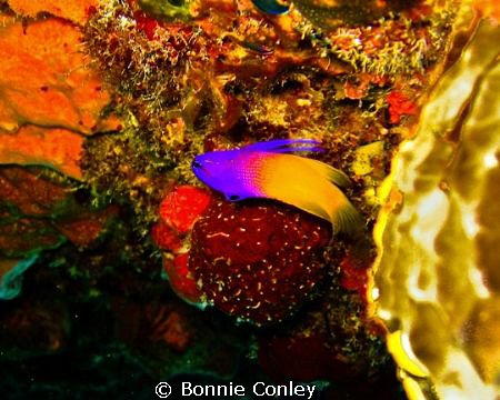 Fairy Basslet seen in Grand Bahamas My 2009.  Photo taken... by Bonnie Conley 