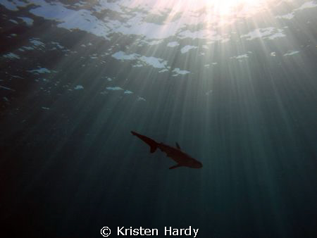 A juvenile dusky whaler shark. Syndey, Australia. Taken w... by Kristen Hardy 