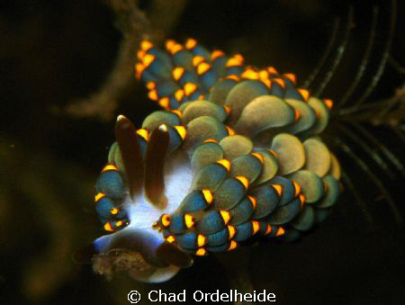 Trinchesia yamasui from Anilao. A fun find at the end of ... by Chad Ordelheide 