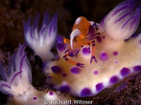 Riding the Nudi Train! :)  G9/DS160s/2 UCL165s. by Richard Witmer 