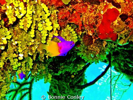 Fairy Basslet seen May 2009 in Grand Bahamas. Photo taken... by Bonnie Conley 
