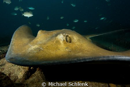 Another stingray close encounter photo on the "Sea Empero... by Michael Schlenk 