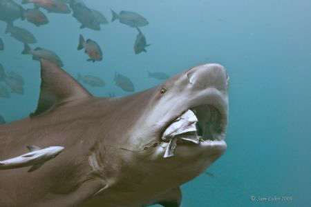 Feeding Bull Whaler shark, Beqa Channel, May 2009 with Ni... by Sam Cahir 