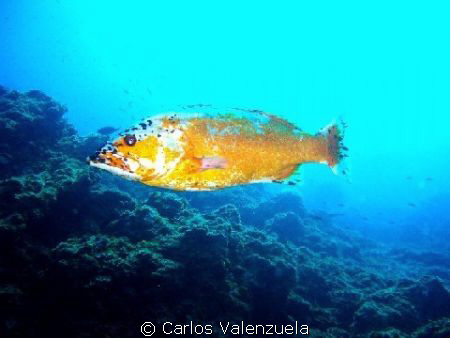 This is an Island Grouper (Abade) from the Marine Resrve ... by Carlos Valenzuela 