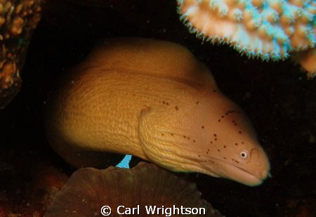 Peppered Moray using Olympus SP-350 and Sea&Sea YS-27 str... by Carl Wrightson 