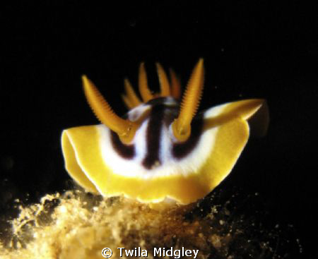 nudibranch - RedSea - Sharm -  Ixus75 by Twila Midgley 