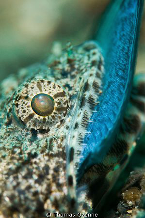 Taken in Lembeh this was the second time in 4 days I had ... by Thomas Ozanne 