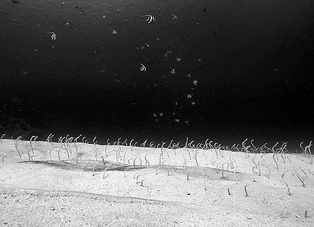 Garden eels and bannerfish. Menjangan Island, Bali. by Doug Anderson 
