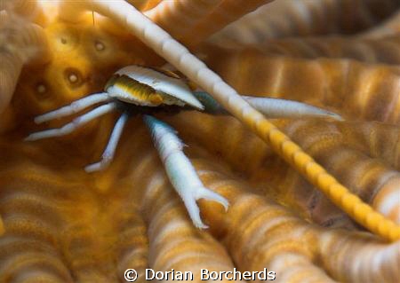 Squat Lobster at the base of a Chrinoid. Taken with a Nik... by Dorian Borcherds 