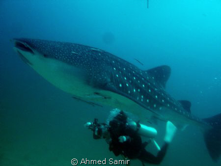Whale Shark from Maamin'gili Faru, South Ari Atoll - Mald... by Ahmed Samir 