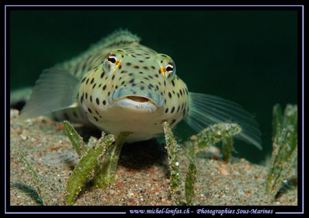 Face to face with a "Parapercis". Just love the look they... by Michel Lonfat 
