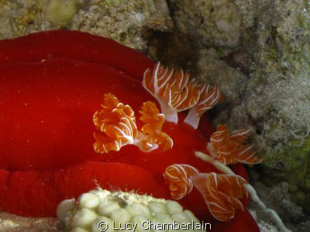 The flames of a 'Spanish Dancer'.  Taken on a night dive ... by Lucy Chamberlain 