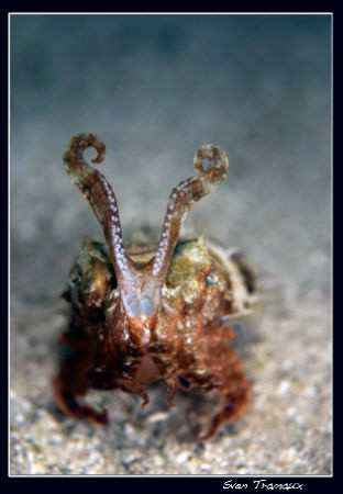 Cuttlefish ready to run.. by Sven Tramaux 