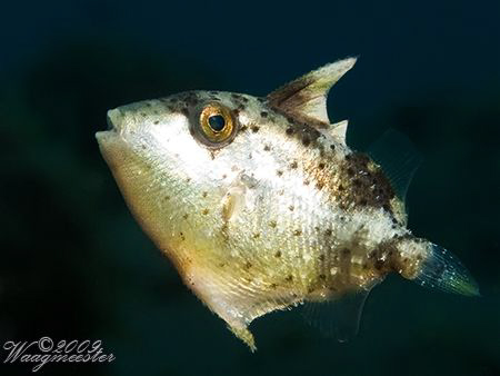 Little Filefish (Monacanthidae sp.) - Tulamben, Bali (Can... by Marco Waagmeester 