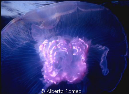 A little jellyfish (Aurelia aurita), note the pink mature... by Alberto Romeo 