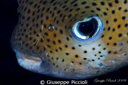 Puffer's details by Giuseppe Piccioli 
