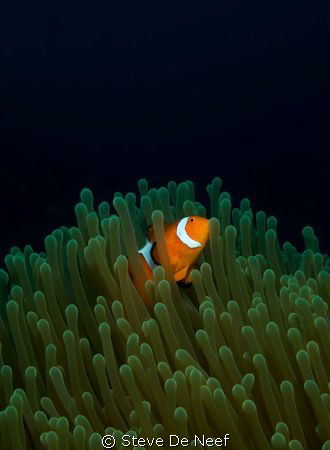 Nice anemone and clownfish on Atlantis house reef in Daui... by Steve De Neef 