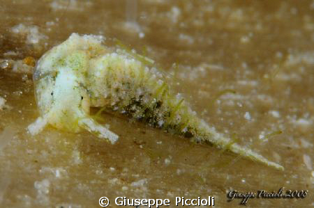 Oxinoe olivacea, Santa Maria al Bagno (ITA). It could be ... by Giuseppe Piccioli 
