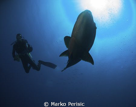 Napoleon Wrasse and diver caught in the frame. by Marko Perisic 
