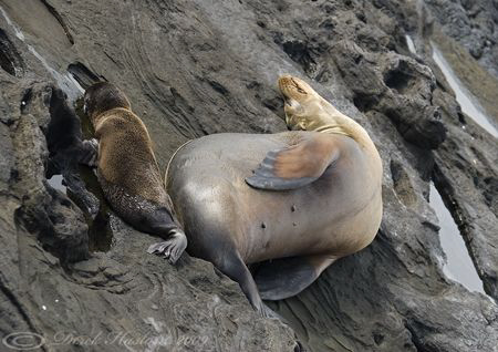 Mother and pup. Galapagos. D200, 18-200mm. by Derek Haslam 