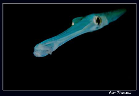 Strait from the dark...cornetfish by Sven Tramaux 