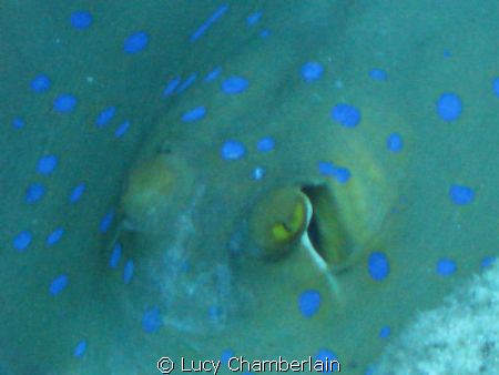 A Close-Up of a blue spotted stingray. by Lucy Chamberlain 