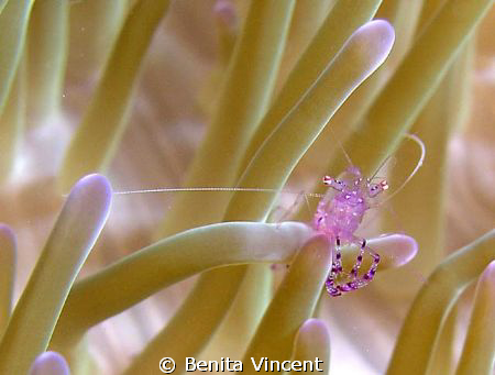 I was really taken by this little shrimp trying to hang o... by Benita Vincent 