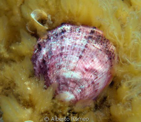 Pink shell on yellow alga. by Alberto Romeo 