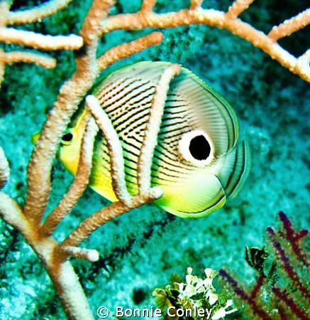 Four-eye Butterflyfish seen at Grand Bahamas May 2009.  T... by Bonnie Conley 