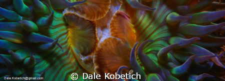 sea anemoni in Newport Beach california.January 09, water... by Dale Kobetich 