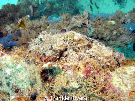 Can you see me?  Are you sure???
Spotted Scorpion Fish @... by Frankie Rivera 