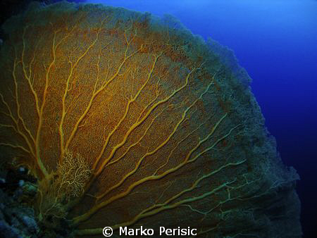 A magnificent example of a Giant Sea Fan (Annella mollis)... by Marko Perisic 