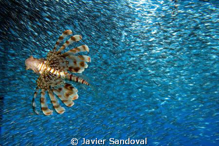 lionfish hunting silversides from below by Javier Sandoval 