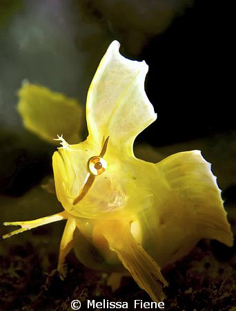 A Golden Weedfish (Cristiceps aurantiacus).

Taken at S... by Melissa Fiene 
