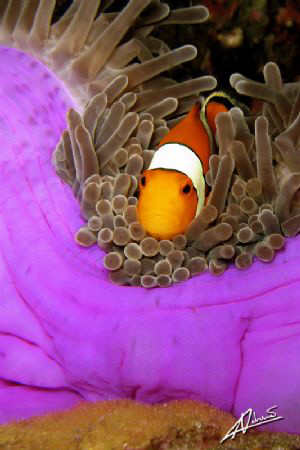Western Clown Fish guarding its eggs at the bottom of the... by Adriano Trapani 