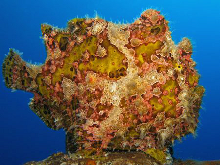 Frogfish on the Salem Express. Canon G9 with Ikelite DS51... by James Dawson 