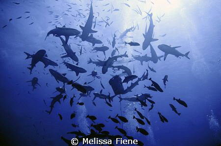 Reefsharks feeding. Taken using a Nikon D300 with dual ys... by Melissa Fiene 