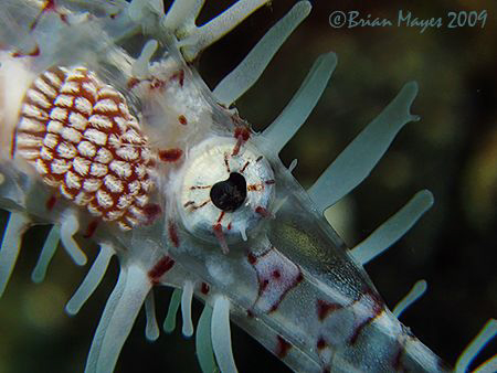 "I spy with my little eye" an Ornate Ghost Pipefish (Sole... by Brian Mayes 