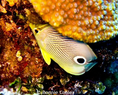 Four-eye Butterflyfish seen May 2009 in Grand Bahamas.   ... by Bonnie Conley 