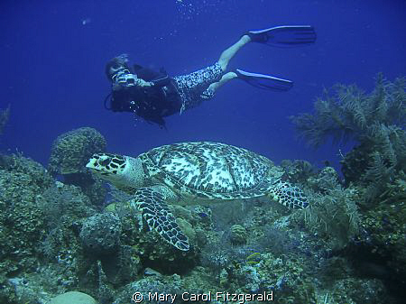 Diving with my good friend & Dive Master, Matthew William... by Mary Carol Fitzgerald 